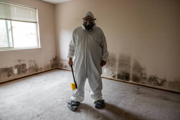 Best Mold Odor Removal Services  in Gardnerville, NV